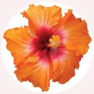 Meet your Posher, Lylah